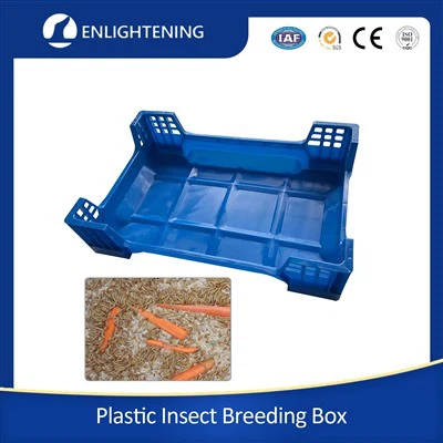 Caixa de mosca del soldat negre